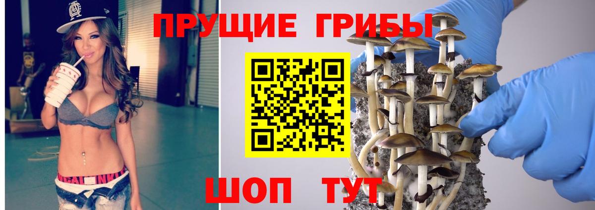 Псилоцибиновые грибы Psilocybine cubensis Балтийск